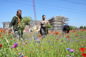 bloemenweideeindresultaat en distelstrekken2