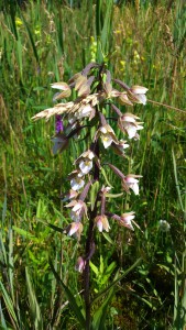 moeraswespenorchis