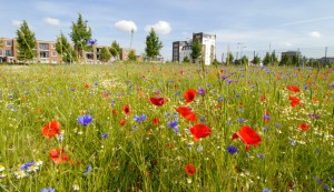 natuurtuin
